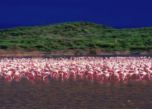 5 Days Ultimate Kenya Wildlife Safari – Lake Naivasha, Lake Nakuru, Masai Mara