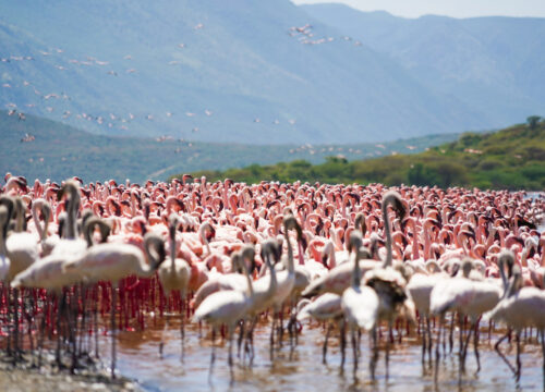 Lake Bogoria & Lake Baringo Day Tour