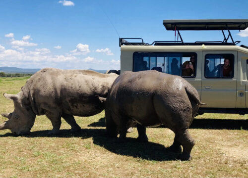 OL Pejeta Day Trip