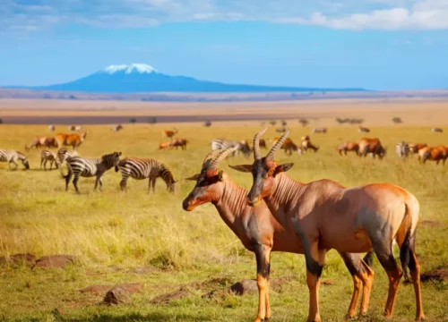 Exploring Mountains, Lakes, and the Masai Mara- Amboseli | Lake Naivasha | Masai Mara