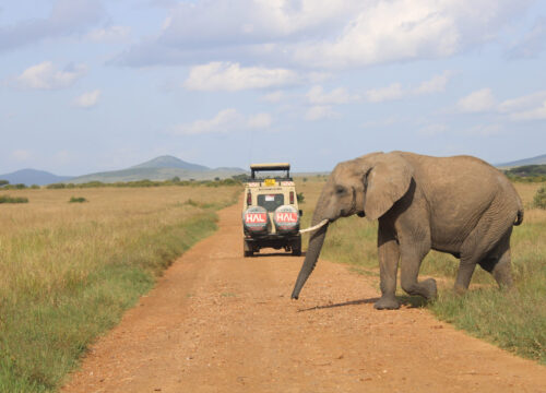 Amboseli Day Trip