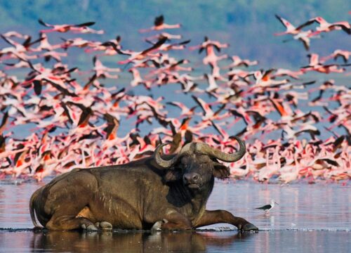 Kenya Birding and Wildlife Safari Experience – Lake Baringo | Kakamega | Lake Nakuru | Masai Mara