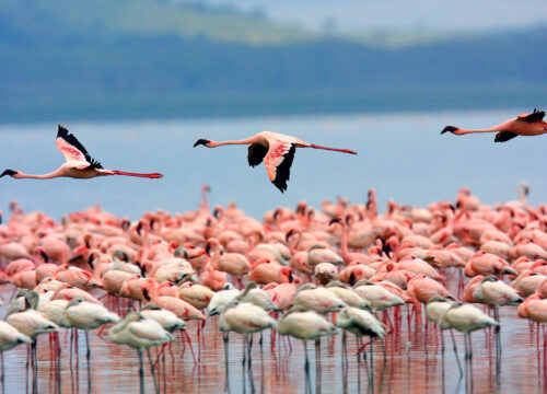 Lake Nakuru Day Trip