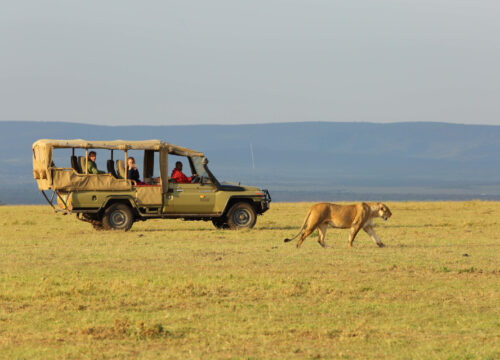 11 Days, 2 Countries Combined  Safari - Masai Mara | Lake Nakuru | Amboseli | Arusha | Lake Manyara | Serengeti | Ngorongoro