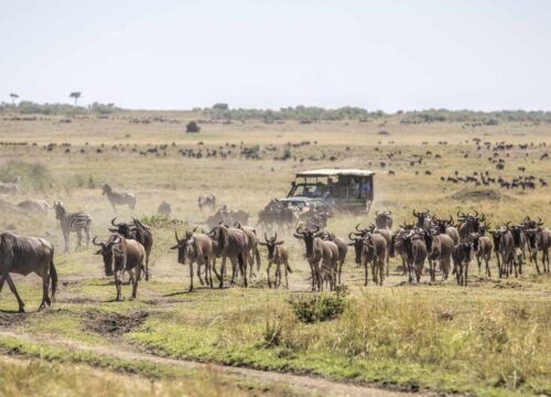 3 Days Maasai Mara Safari