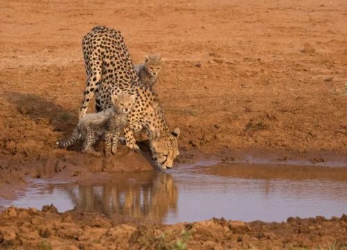 From Mountains to Masai Mara – Samburu | Aberdare | Lake Nakuru | Masai Mara