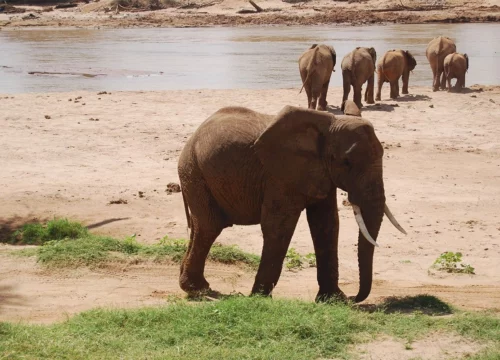 Magical Lanscapes Of Kenya- Samburu | Lake Nakuru |masai Mara