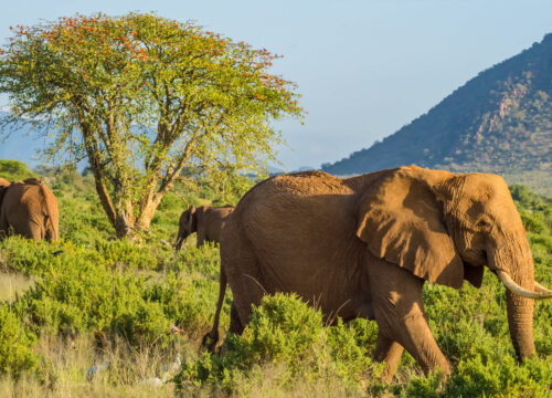 3 Days Samburu National Park Safari