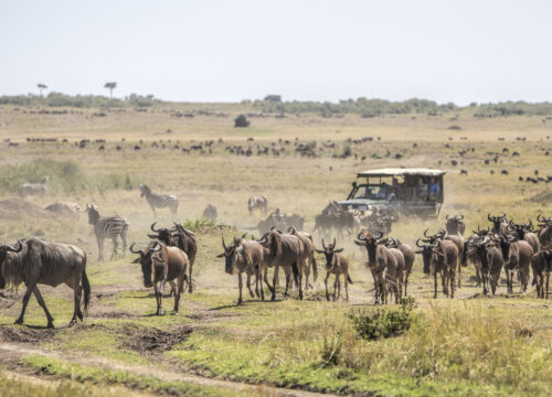 Lewa and Masai Mara Fly In Safari