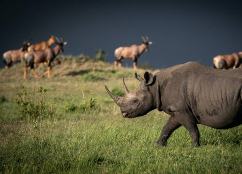 The Majestic Aberdares Safari