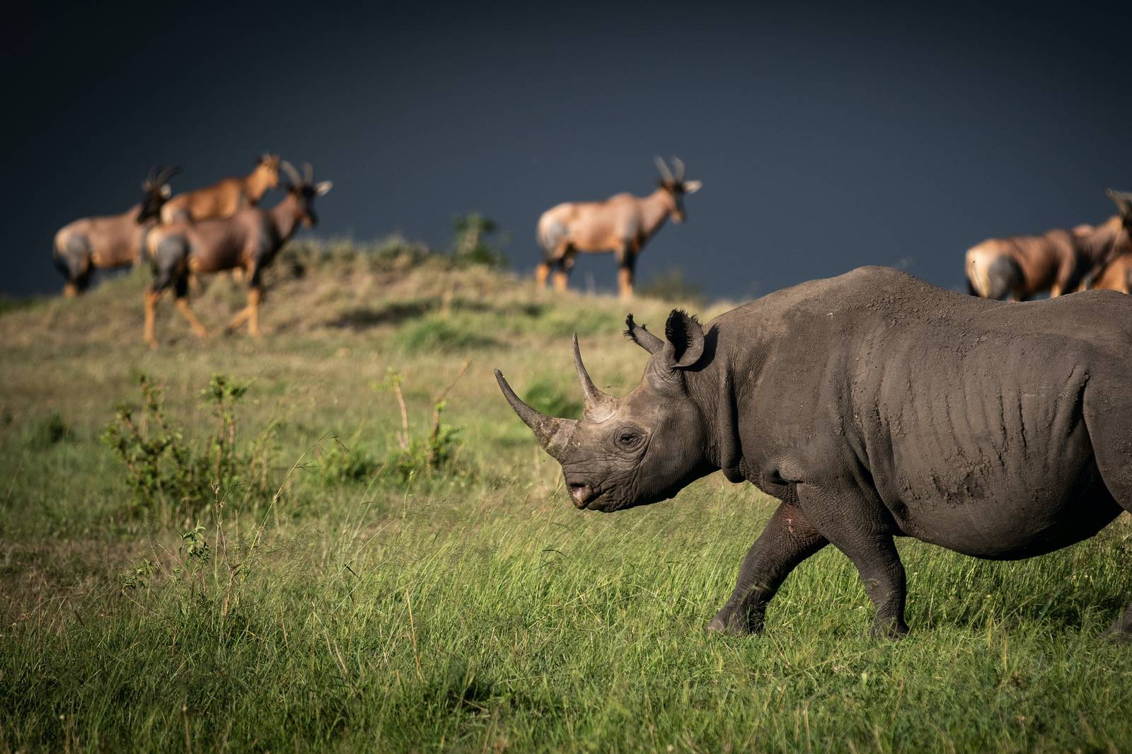 The Majestic Aberdares Safari