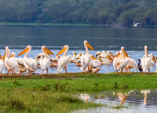Explore the Wonders of Kenya Safari (5days Aberdares | Lake Nakuru | Masai Mara)