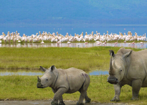 A Conservancies Safari - Lake Nakuru | Solio Ranch | Lewa | Ol Pejeta