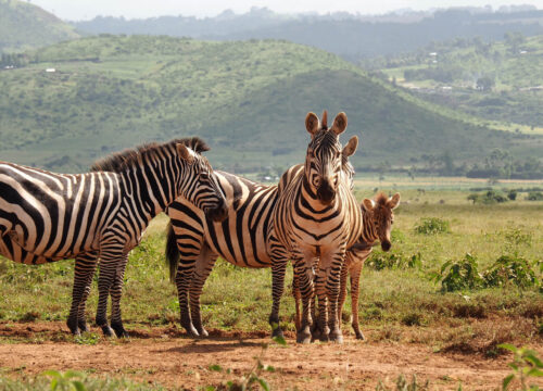 3 Days Lewa Conservancy Fly In Safari
