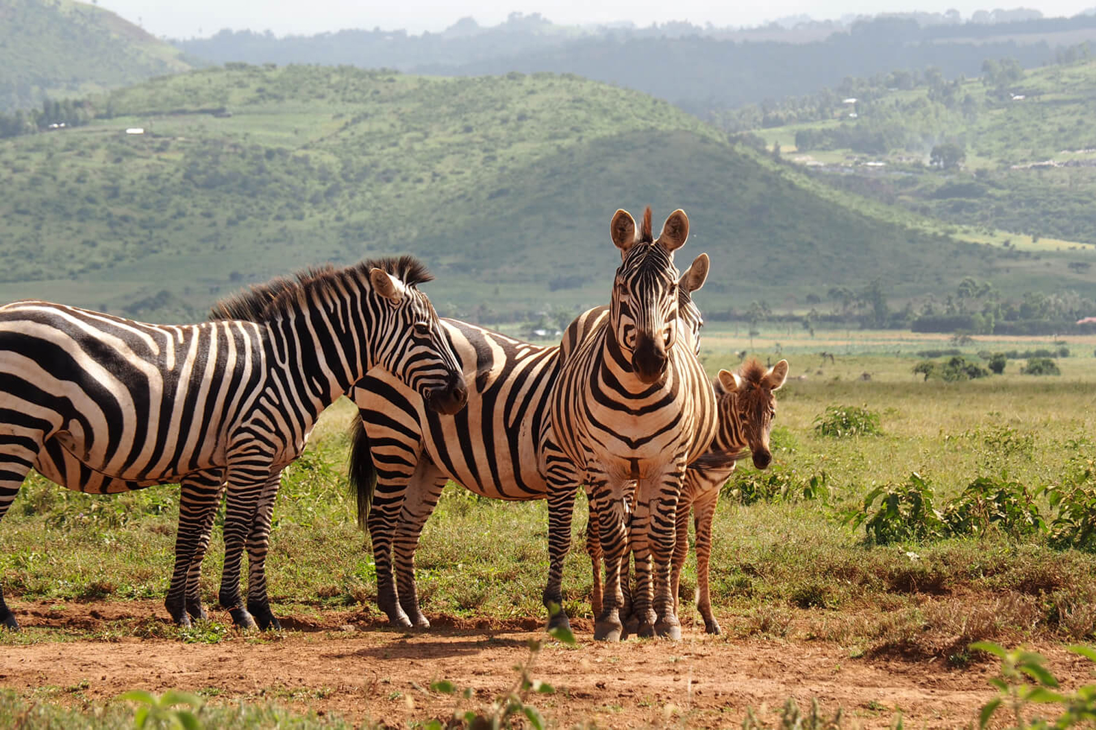 3 Days Lewa Conservancy Fly In Safari