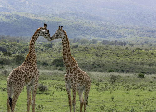 Unveiling the Treasures of Kenya’s Safari Experience Meru National Park Safari
