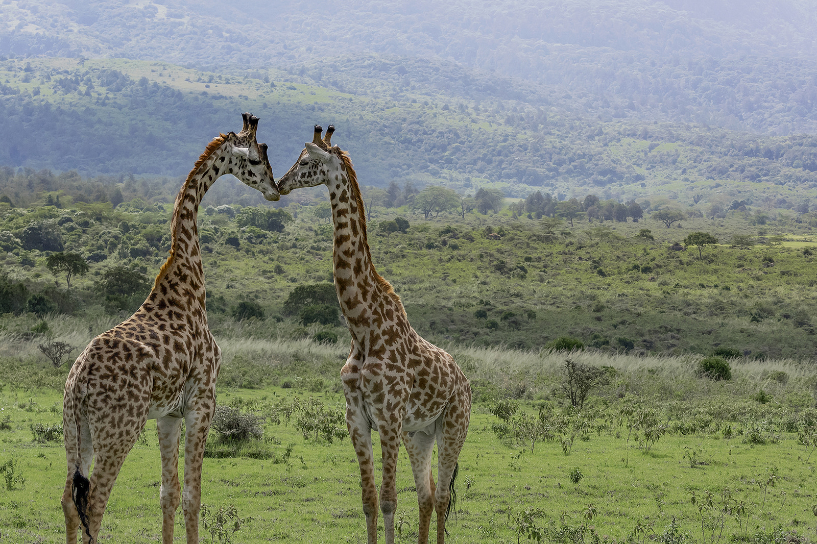 Unveiling the Treasures of Kenya's Safari Experience Meru National Park Safari