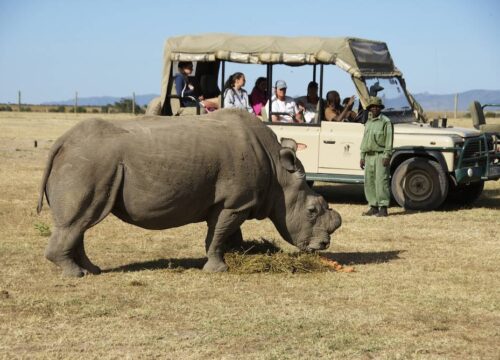 The Magical Kenya Safari – Ol Pejeta |  Lake Elmentaita | Masai Mara