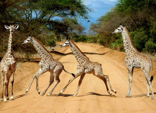Exploring Kenya’s Twin Parks – Tsavo East & Tsavo West Safari 3 Days