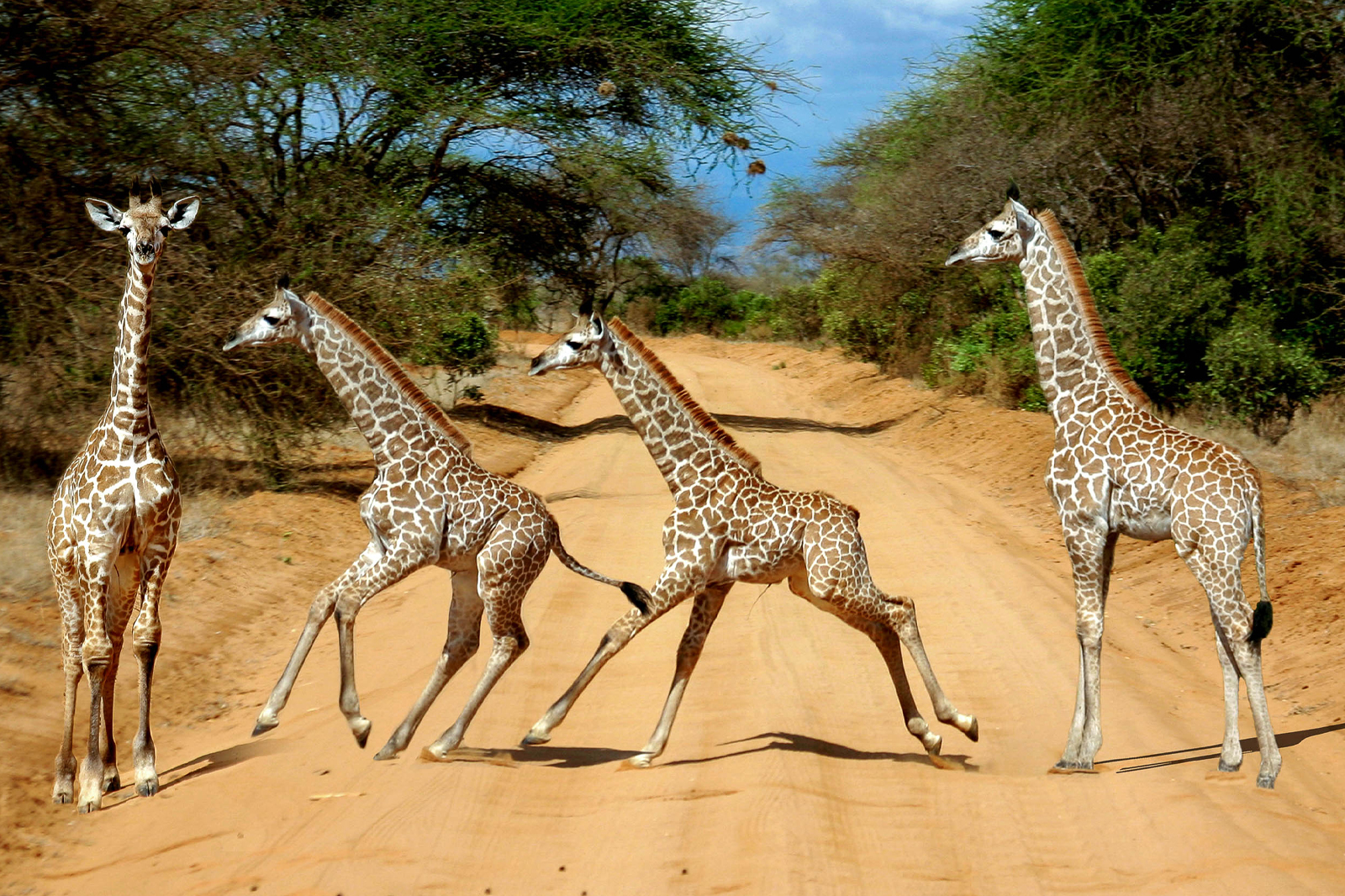 Exploring Kenya's Twin Parks - Tsavo East & Tsavo West Safari 3 Days