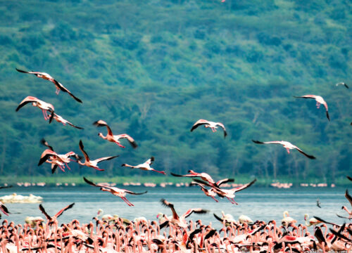 Bird Watching and Majestic Big 5 Safari – Lake Bogoria | Lake Baringo | Lake Nakuru | Lake Naivasha | Masai Mara
