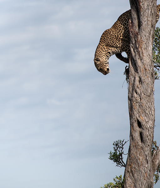 Maasai Mara